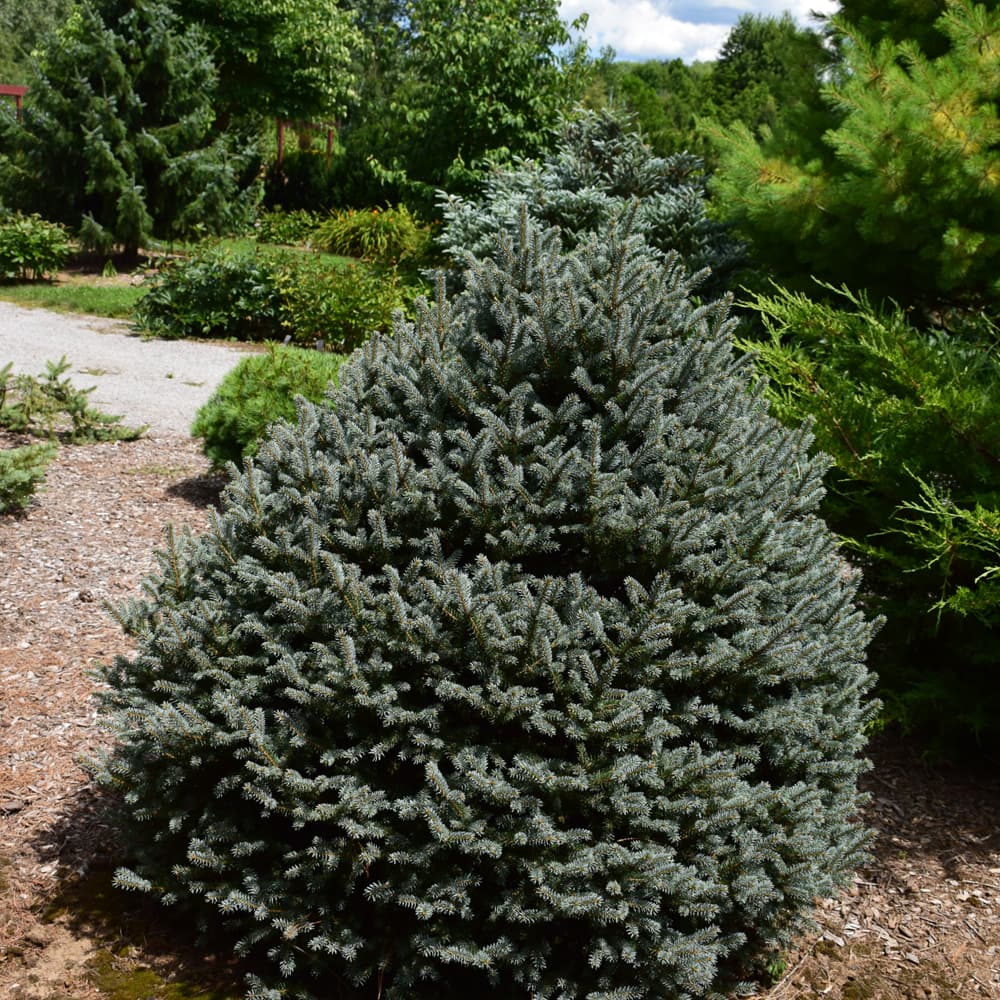 Spruce Horstmann