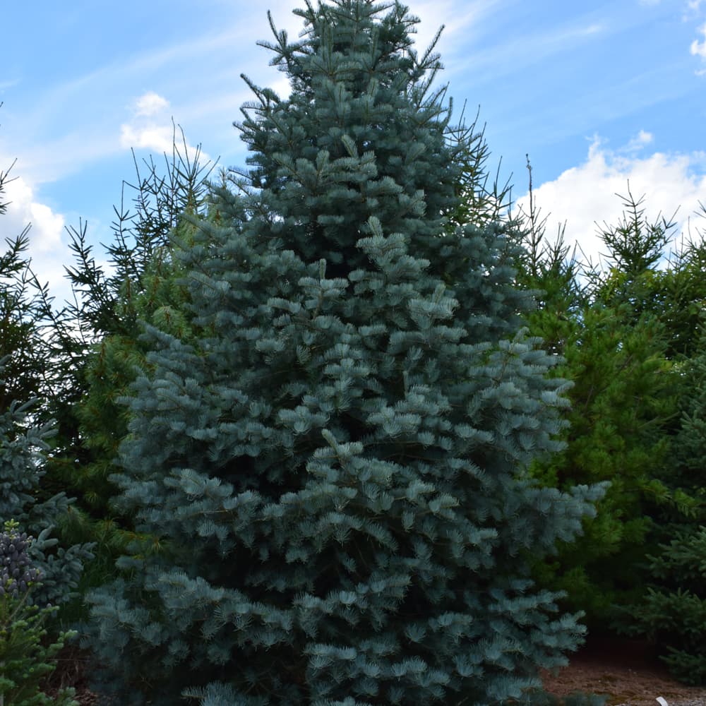 Spruce Bonny Blue