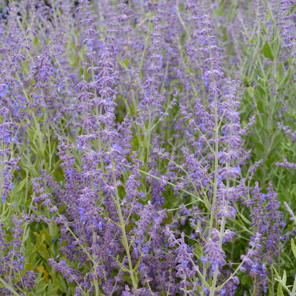 NetPS Plant Finder (www.netpsplantfinder.com)