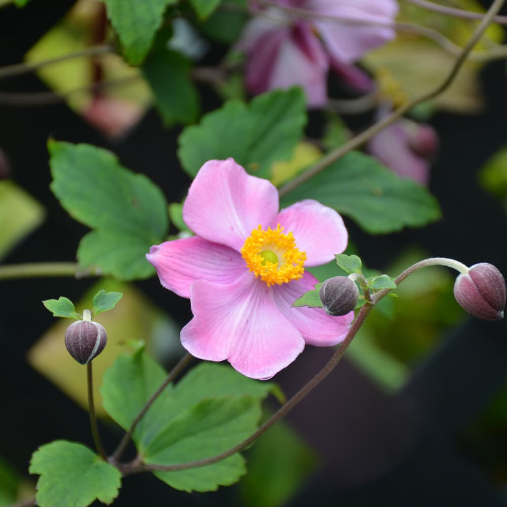 NetPS Plant Finder (www.netpsplantfinder.com)