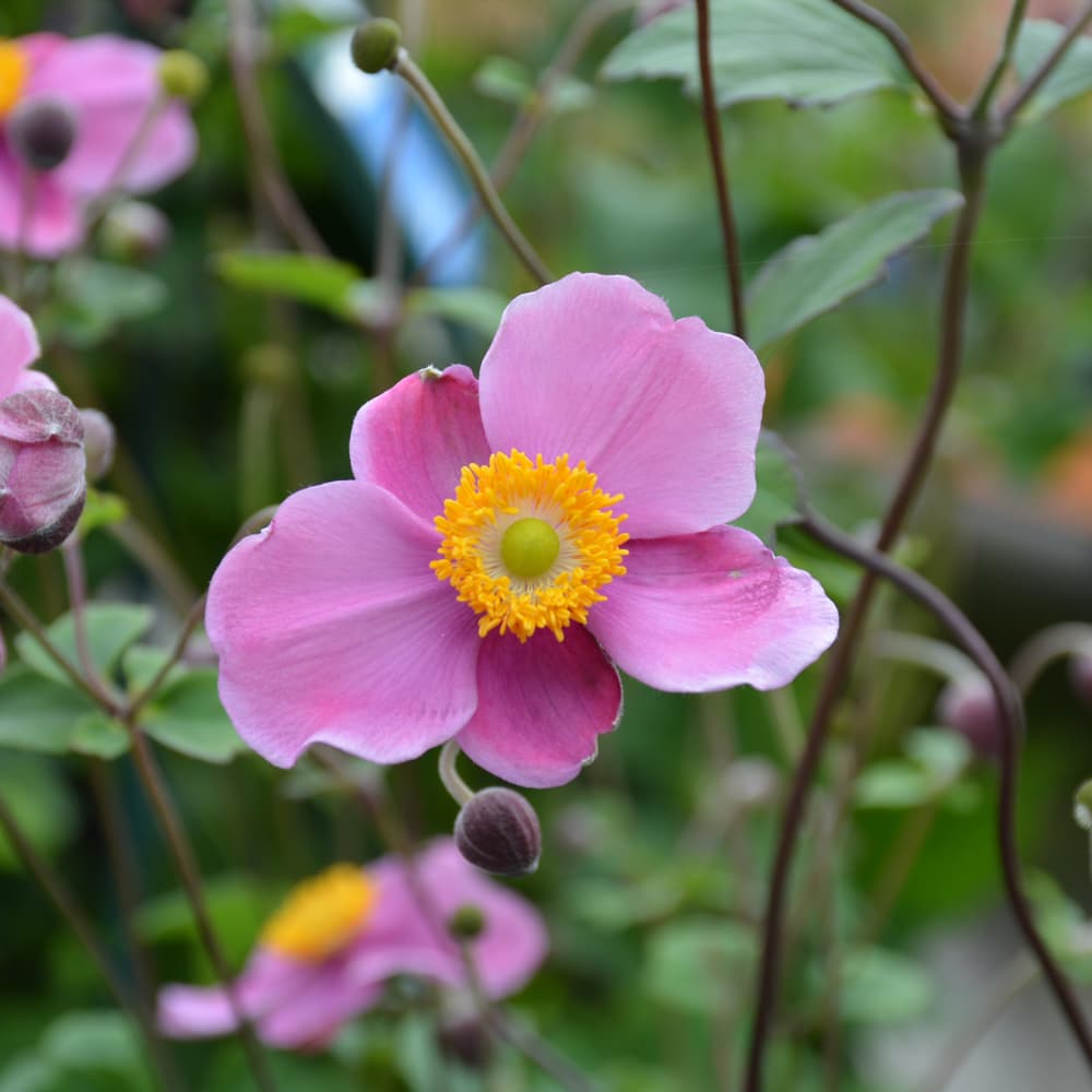 NetPS Plant Finder (www.netpsplantfinder.com)