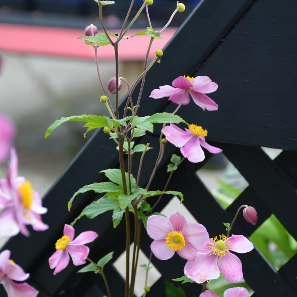 NetPS Plant Finder (www.netpsplantfinder.com)
