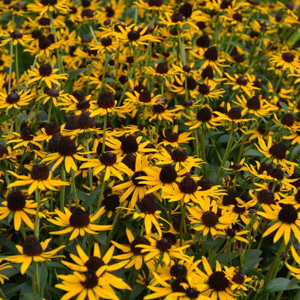 NetPS Plant Finder (www.netpsplantfinder.com)