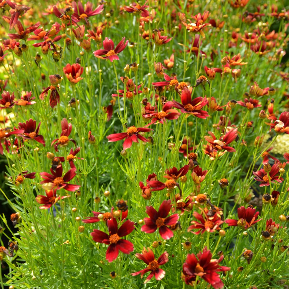 NetPS Plant Finder (www.netpsplantfinder.com)