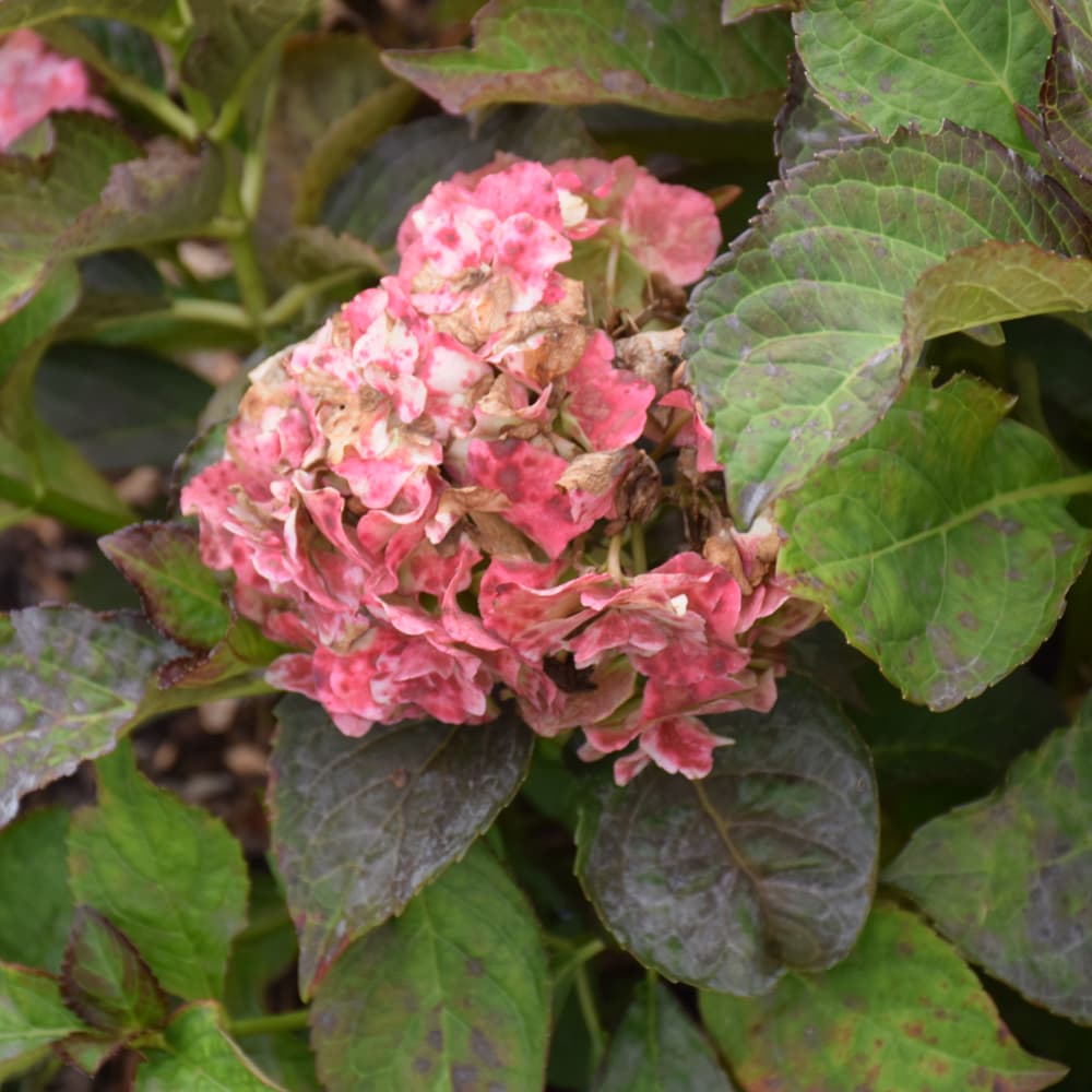 NetPS Plant Finder (www.netpsplantfinder.com)