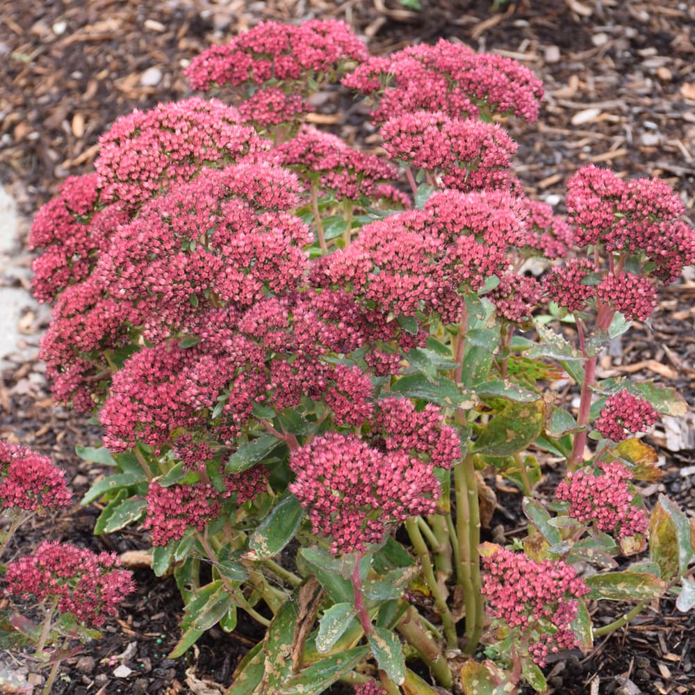 NetPS Plant Finder (www.netpsplantfinder.com)