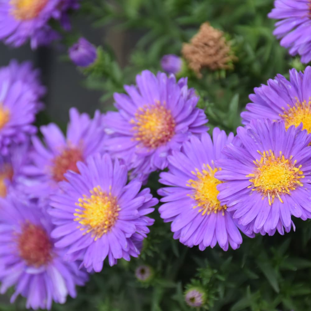 Aster Woods Purple