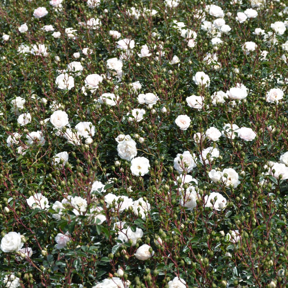 NetPS Plant Finder (www.netpsplantfinder.com)