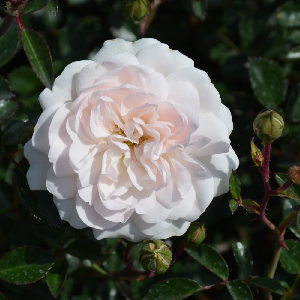 NetPS Plant Finder (www.netpsplantfinder.com)