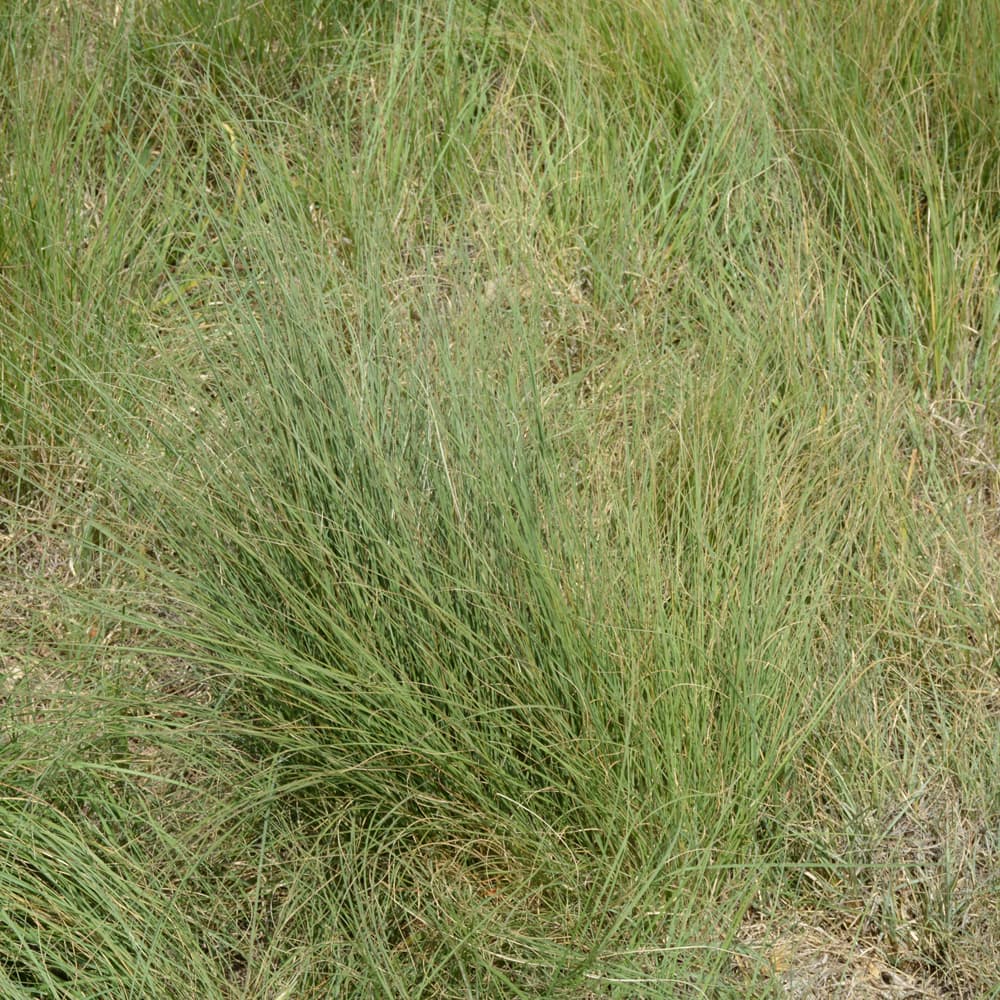 NetPS Plant Finder (www.netpsplantfinder.com)