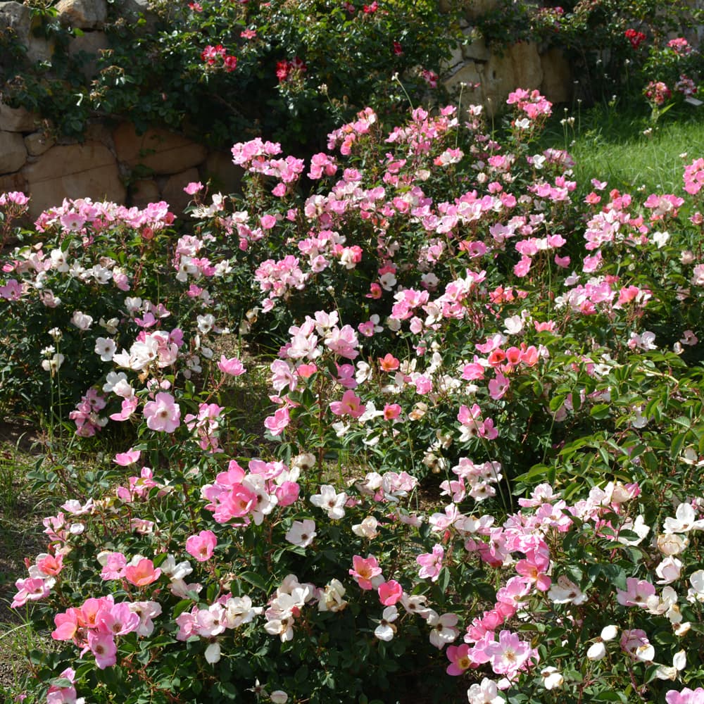 NetPS Plant Finder (www.netpsplantfinder.com)