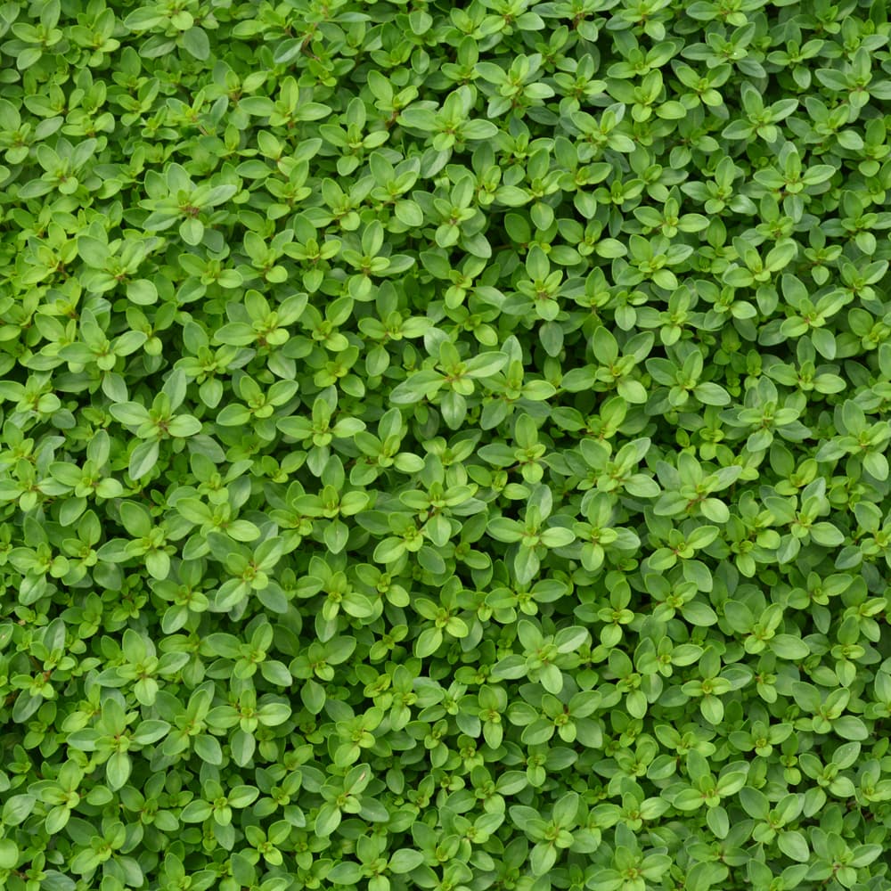 NetPS Plant Finder (www.netpsplantfinder.com)