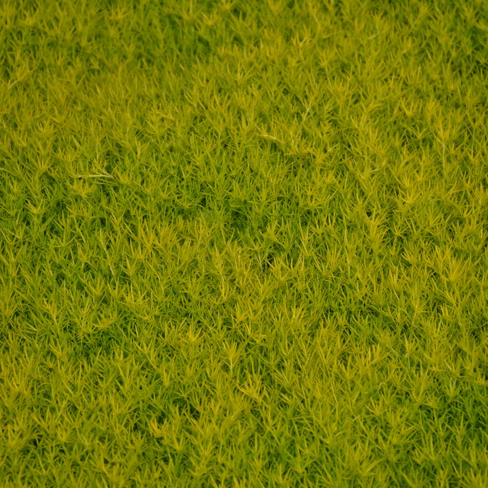 NetPS Plant Finder (www.netpsplantfinder.com)