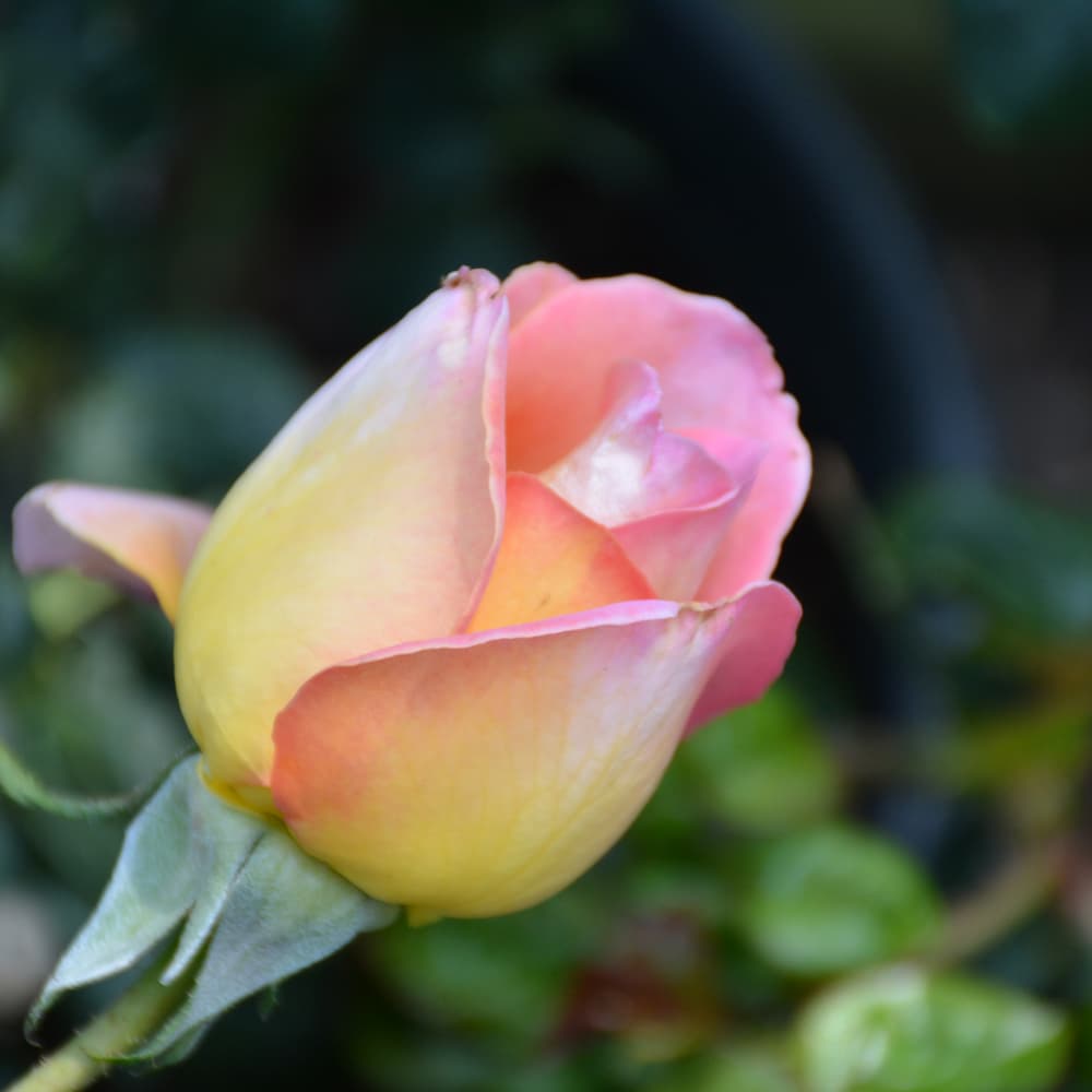 NetPS Plant Finder (www.netpsplantfinder.com)