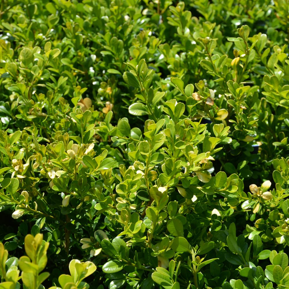 NetPS Plant Finder (www.netpsplantfinder.com)