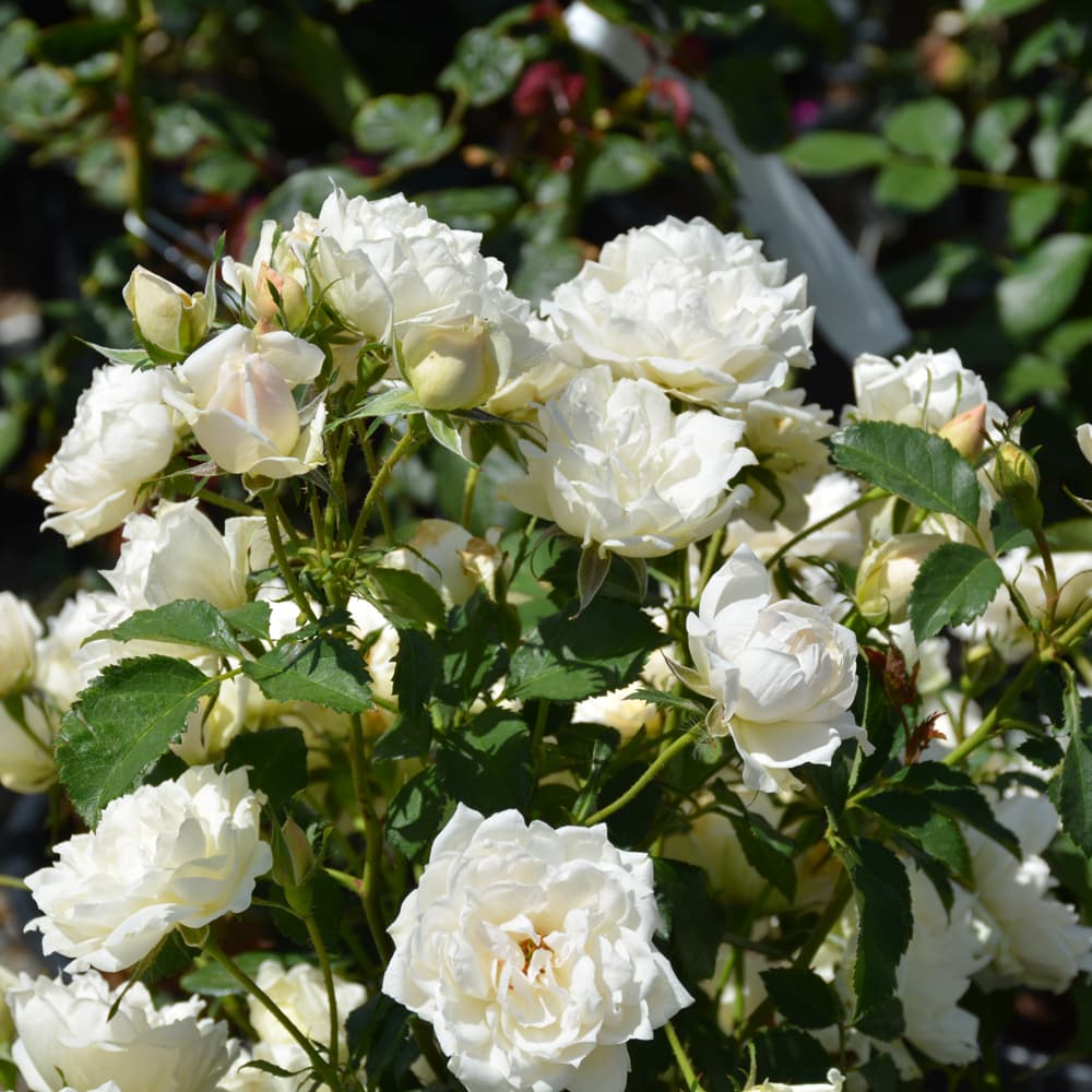 NetPS Plant Finder (www.netpsplantfinder.com)