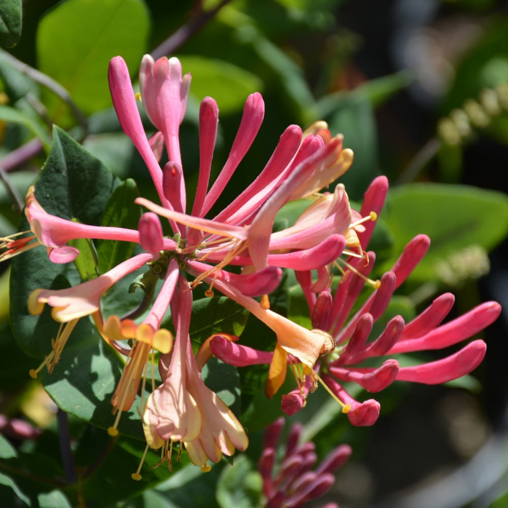 Honeysuckle Goldflame
