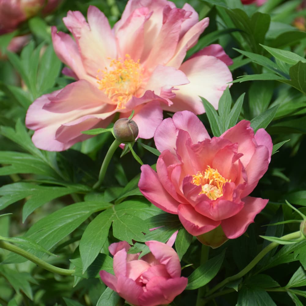 NetPS Plant Finder (www.netpsplantfinder.com)