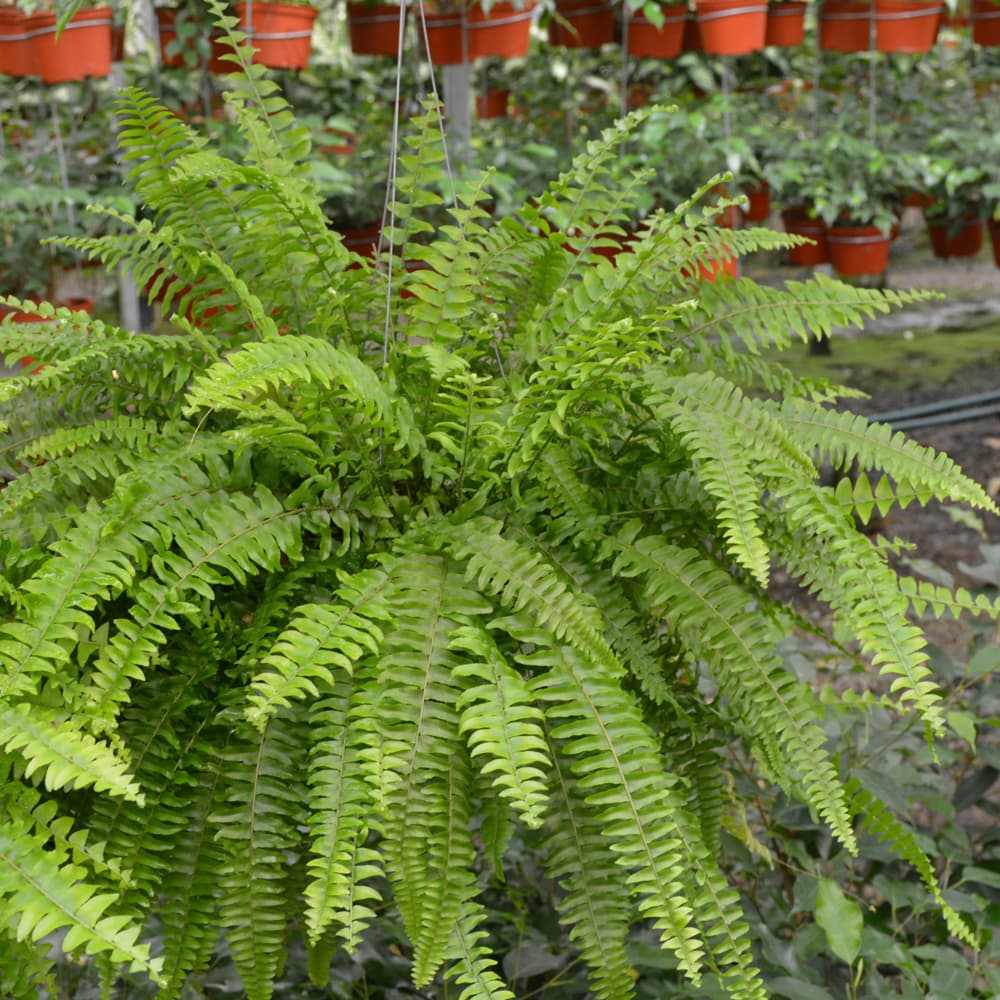 Fern Kimberly Queen