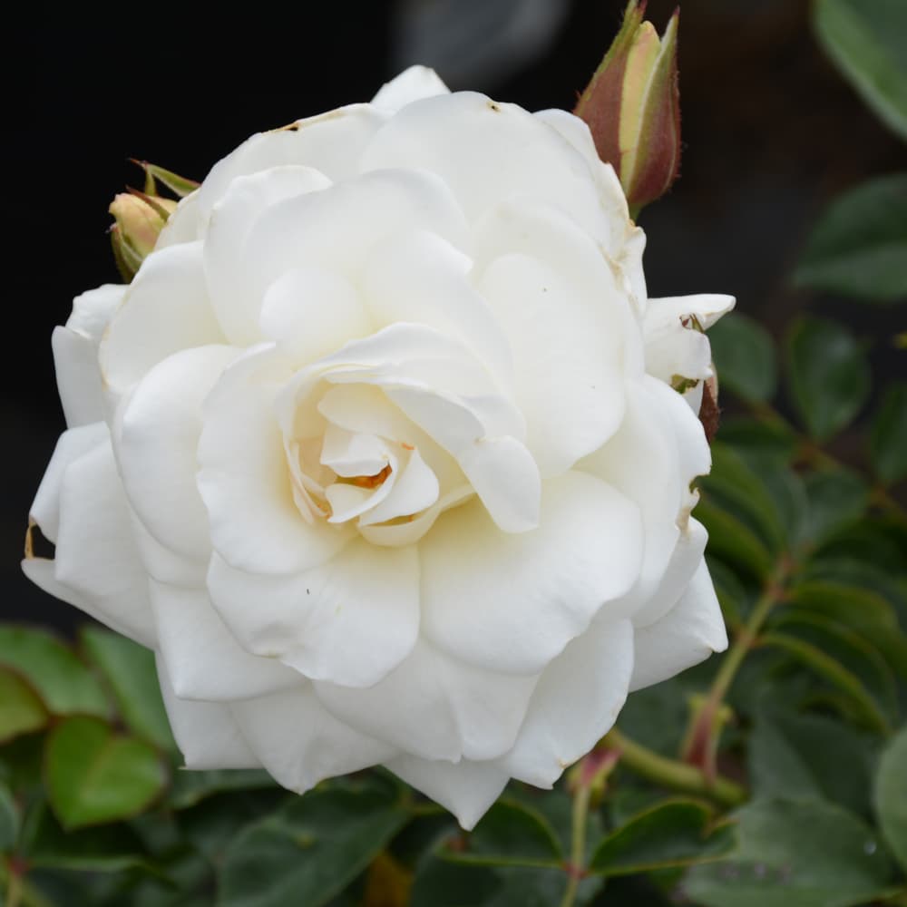 NetPS Plant Finder (www.netpsplantfinder.com)