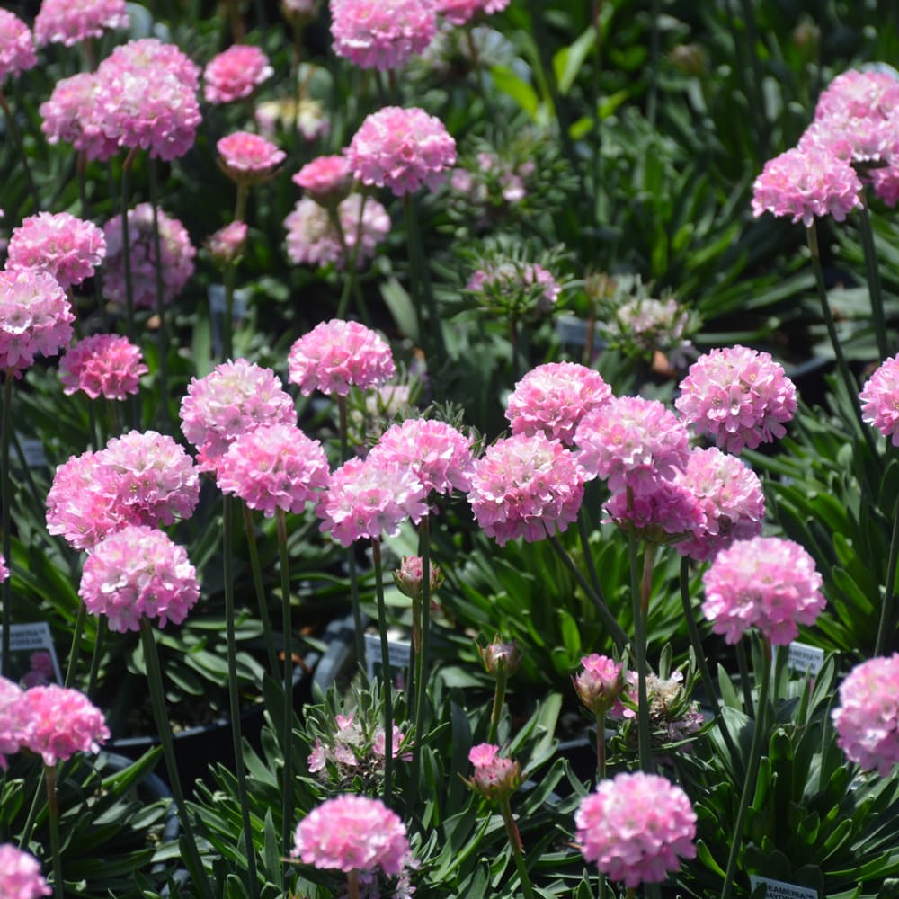 NetPS Plant Finder (www.netpsplantfinder.com)