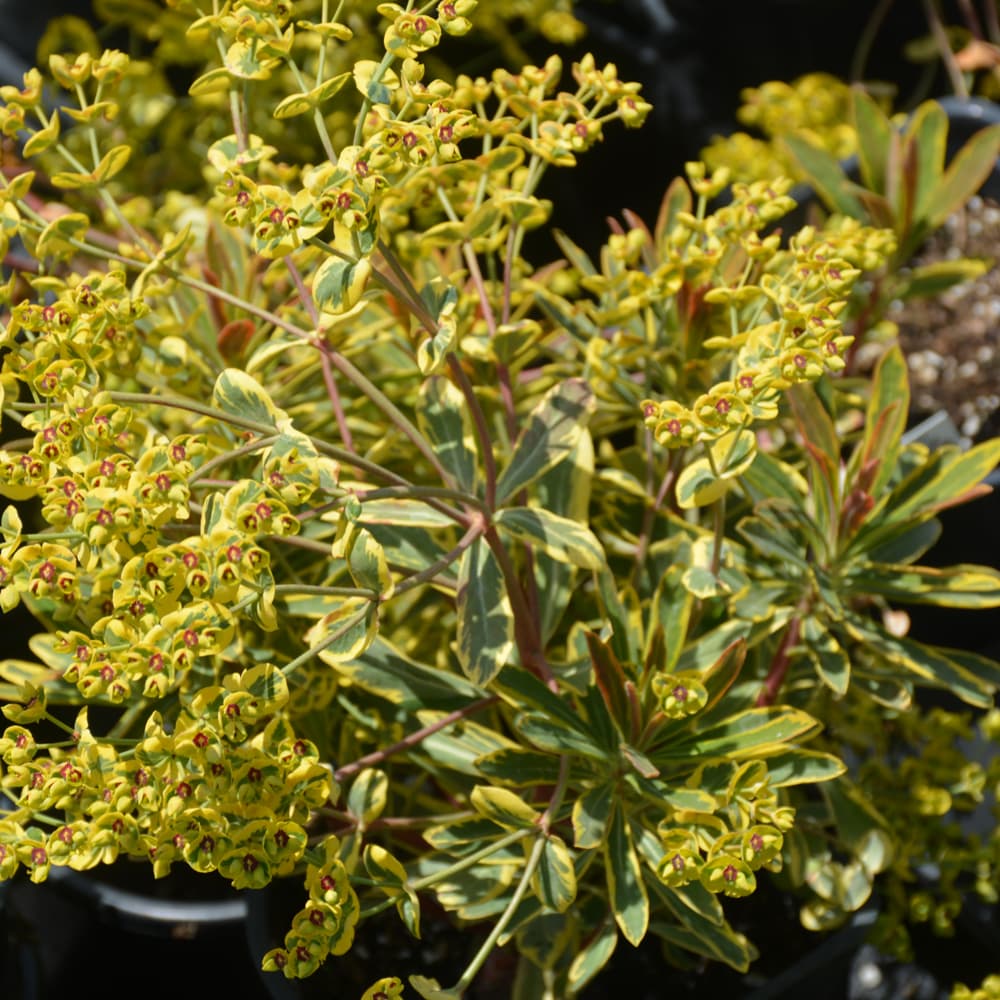 NetPS Plant Finder (www.netpsplantfinder.com)