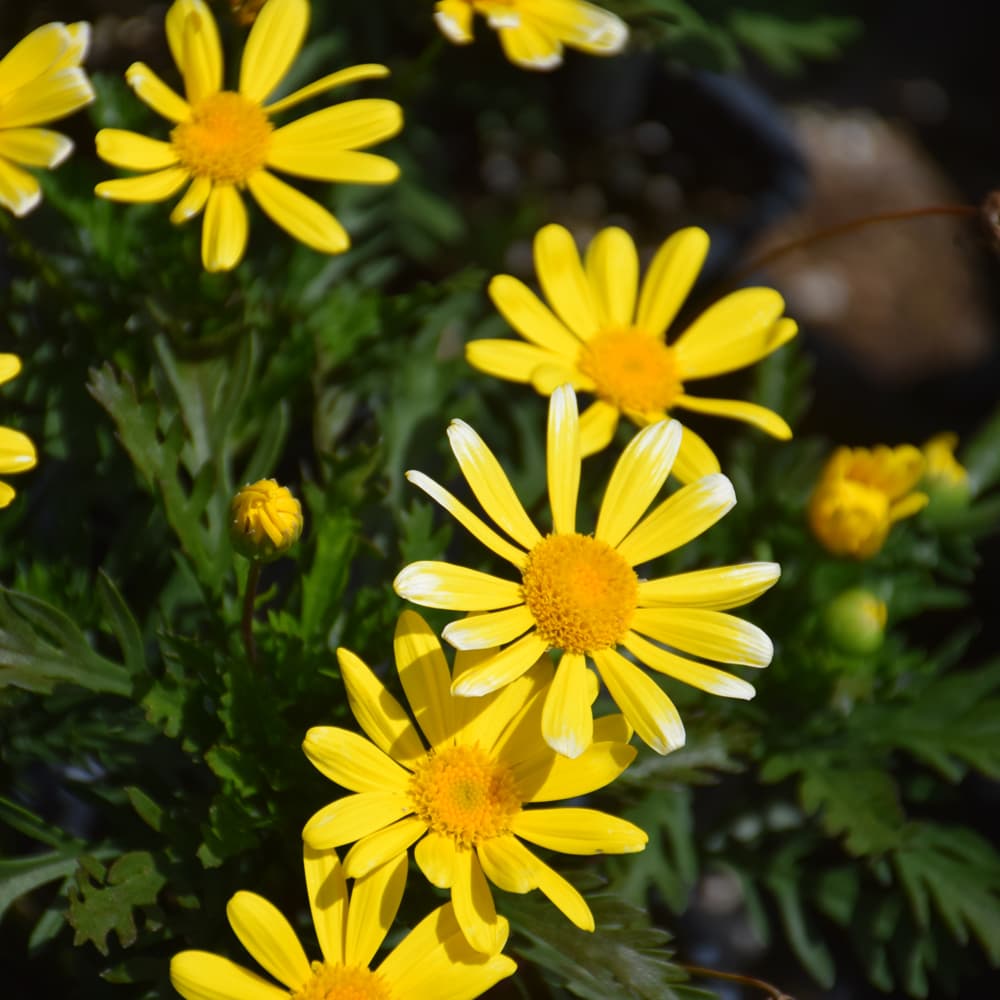 NetPS Plant Finder (www.netpsplantfinder.com)