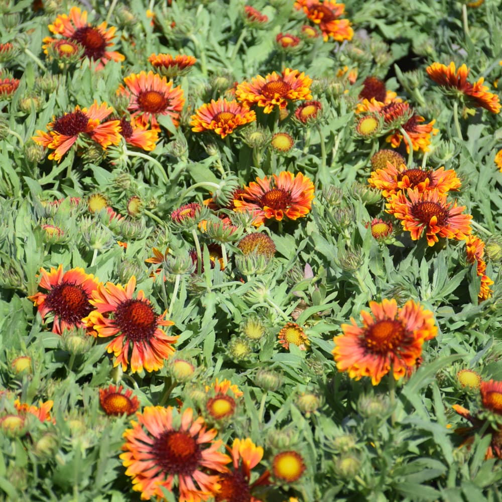 NetPS Plant Finder (www.netpsplantfinder.com)