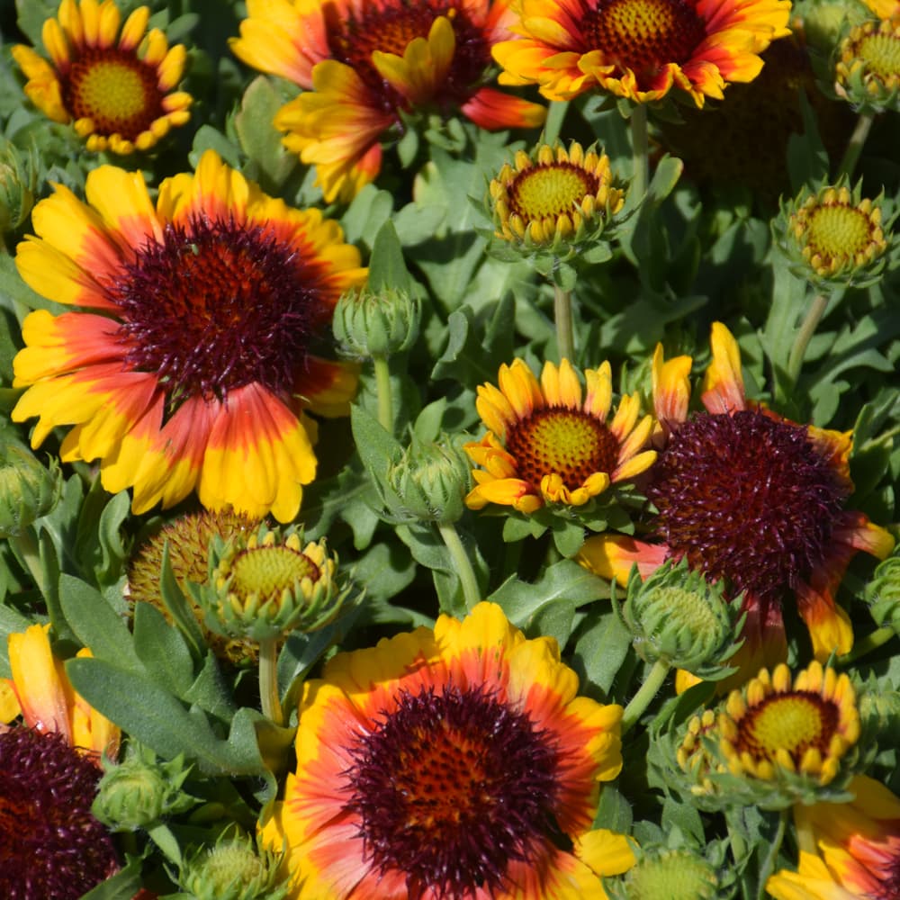 NetPS Plant Finder (www.netpsplantfinder.com)