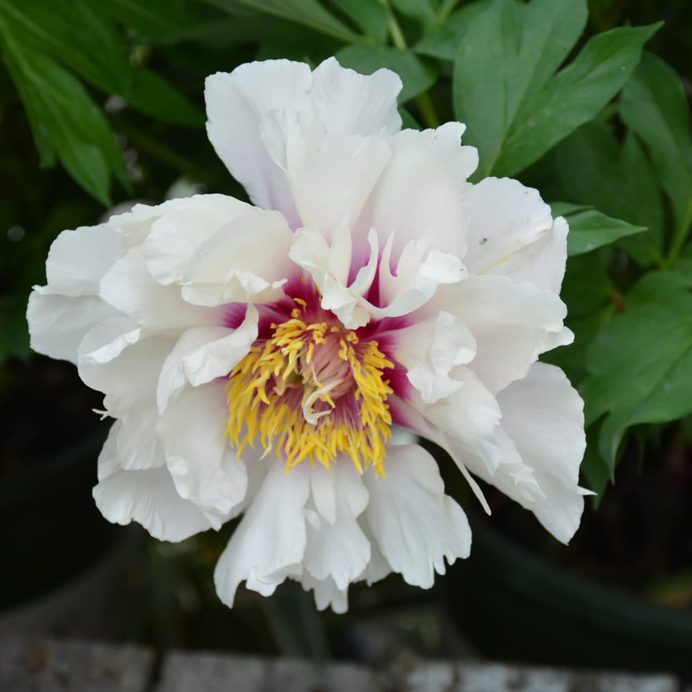 NetPS Plant Finder (www.netpsplantfinder.com)