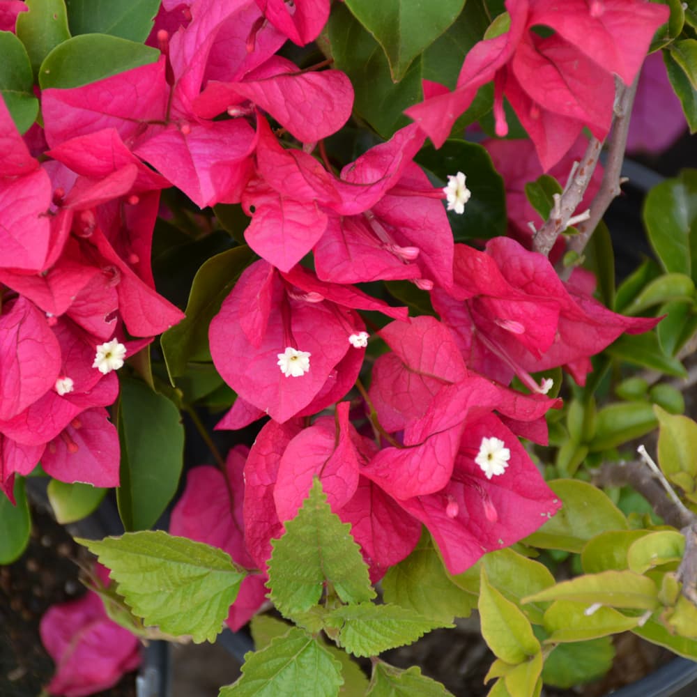 NetPS Plant Finder (www.netpsplantfinder.com)