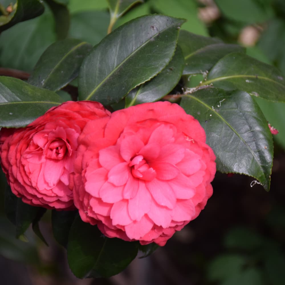 NetPS Plant Finder (www.netpsplantfinder.com)