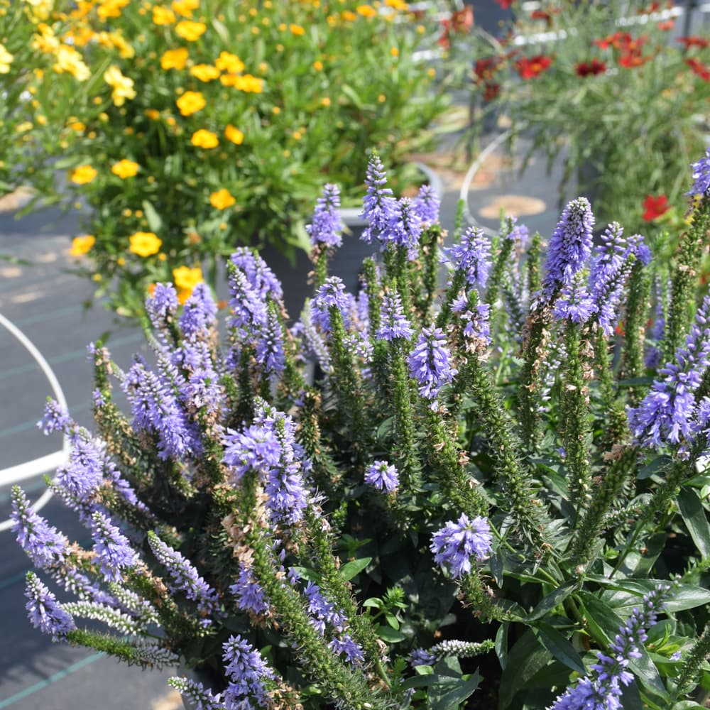 NetPS Plant Finder (www.netpsplantfinder.com)