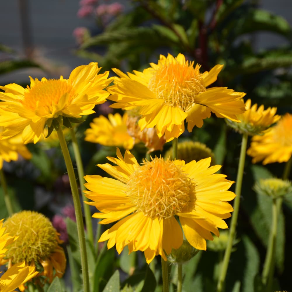 NetPS Plant Finder (www.netpsplantfinder.com)