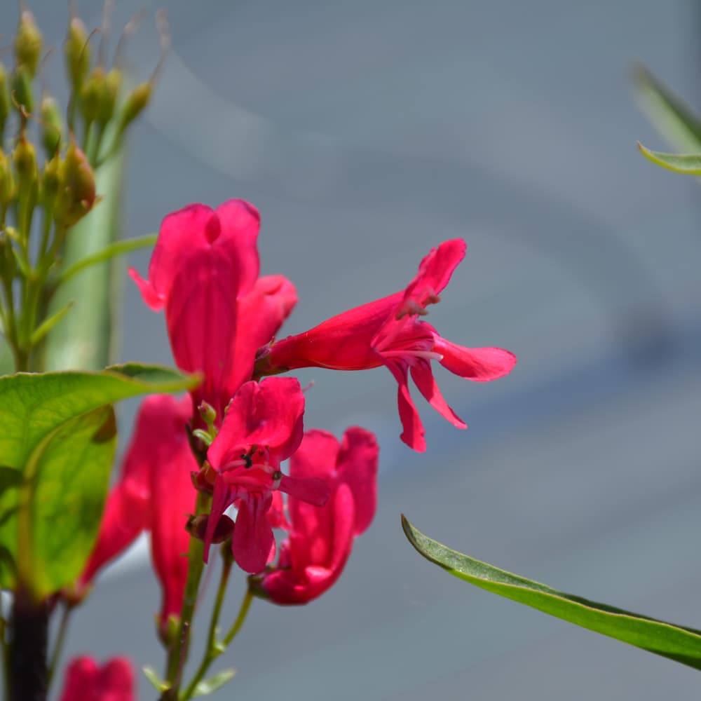NetPS Plant Finder (www.netpsplantfinder.com)