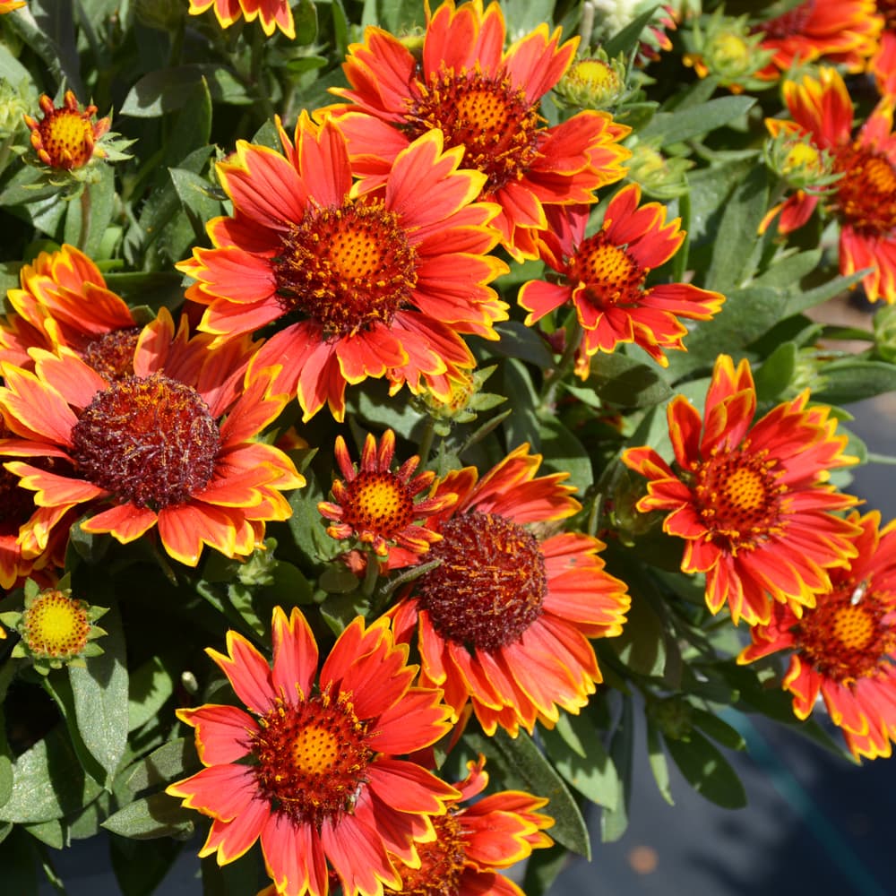 NetPS Plant Finder (www.netpsplantfinder.com)