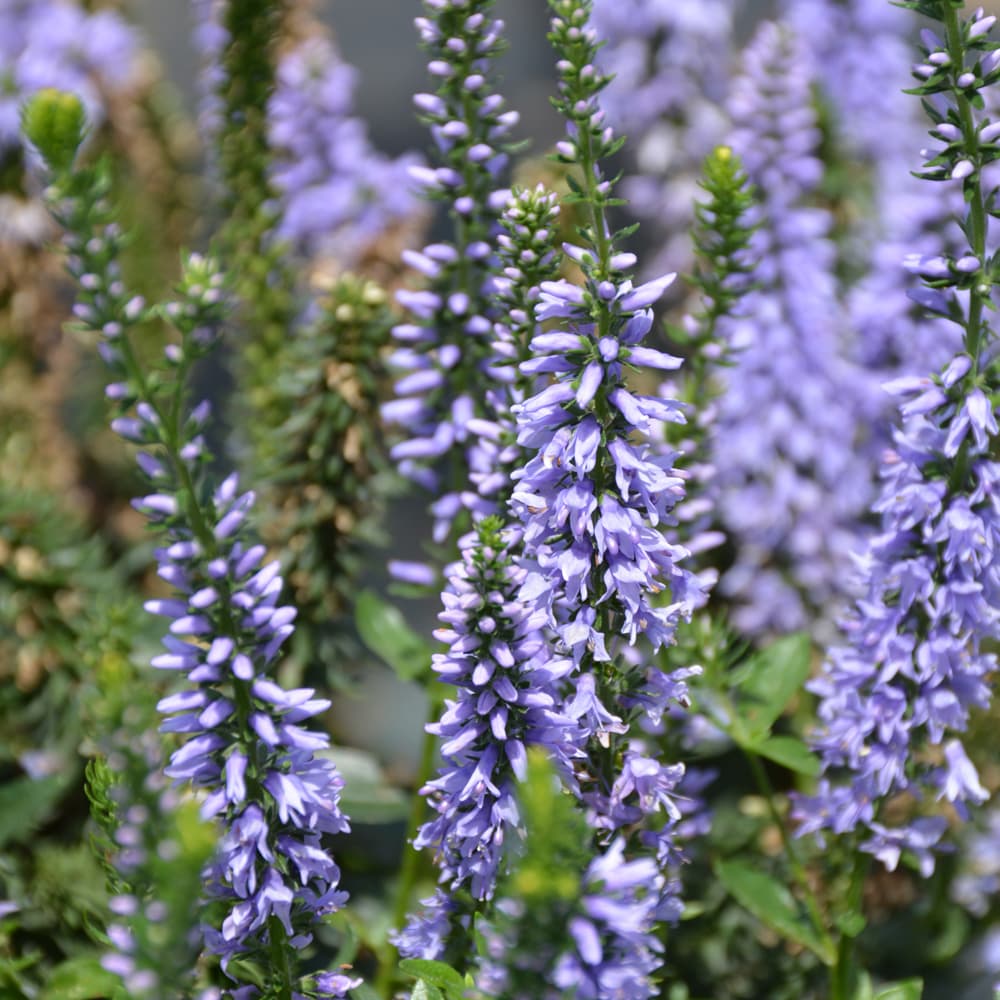 NetPS Plant Finder (www.netpsplantfinder.com)