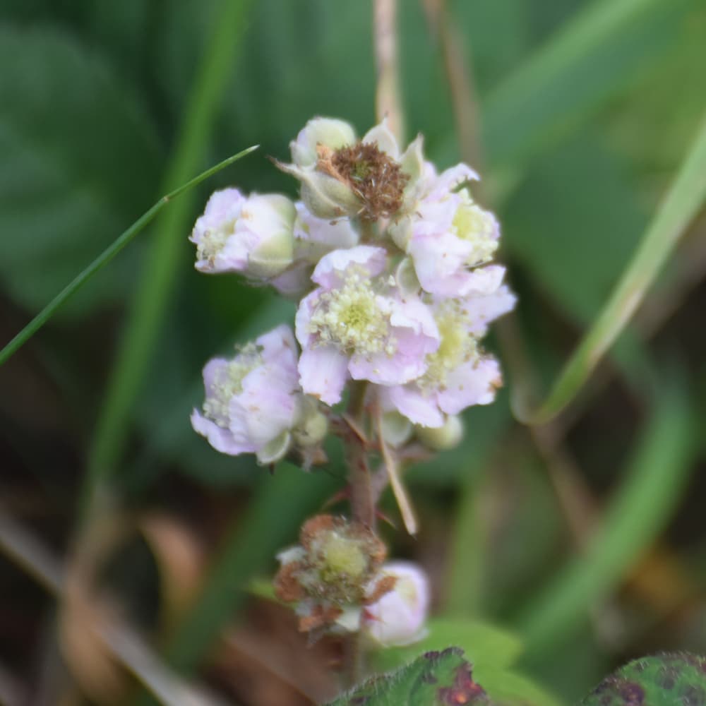 NetPS Plant Finder (www.netpsplantfinder.com)