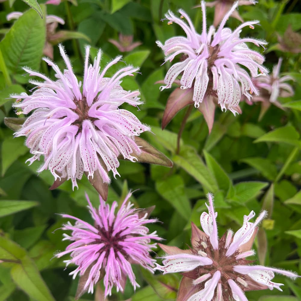 NetPS Plant Finder (www.netpsplantfinder.com)