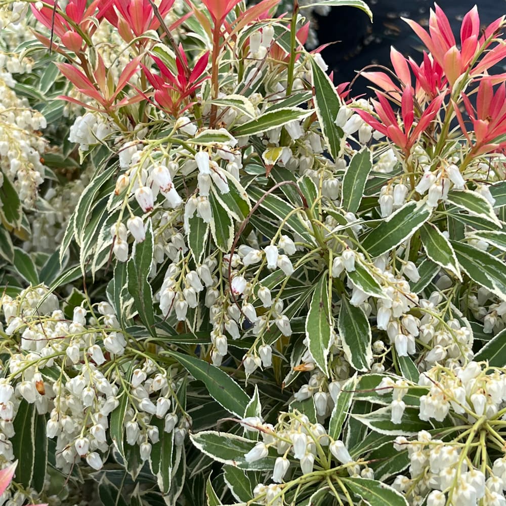 Andromeda Flaming Silver