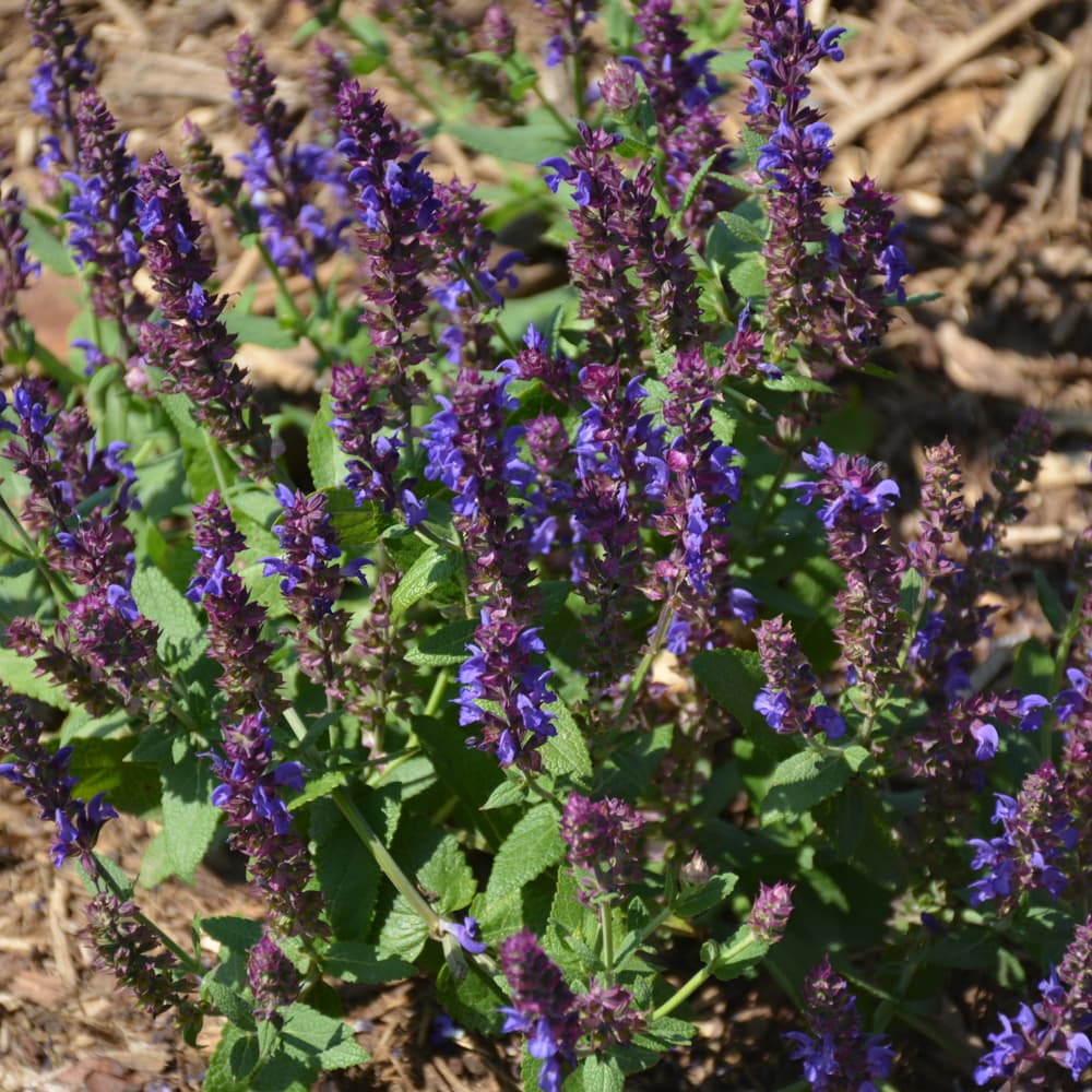 NetPS Plant Finder (www.netpsplantfinder.com)