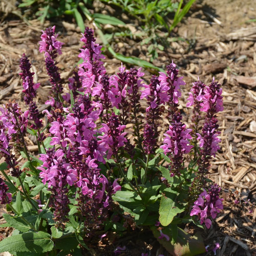 NetPS Plant Finder (www.netpsplantfinder.com)