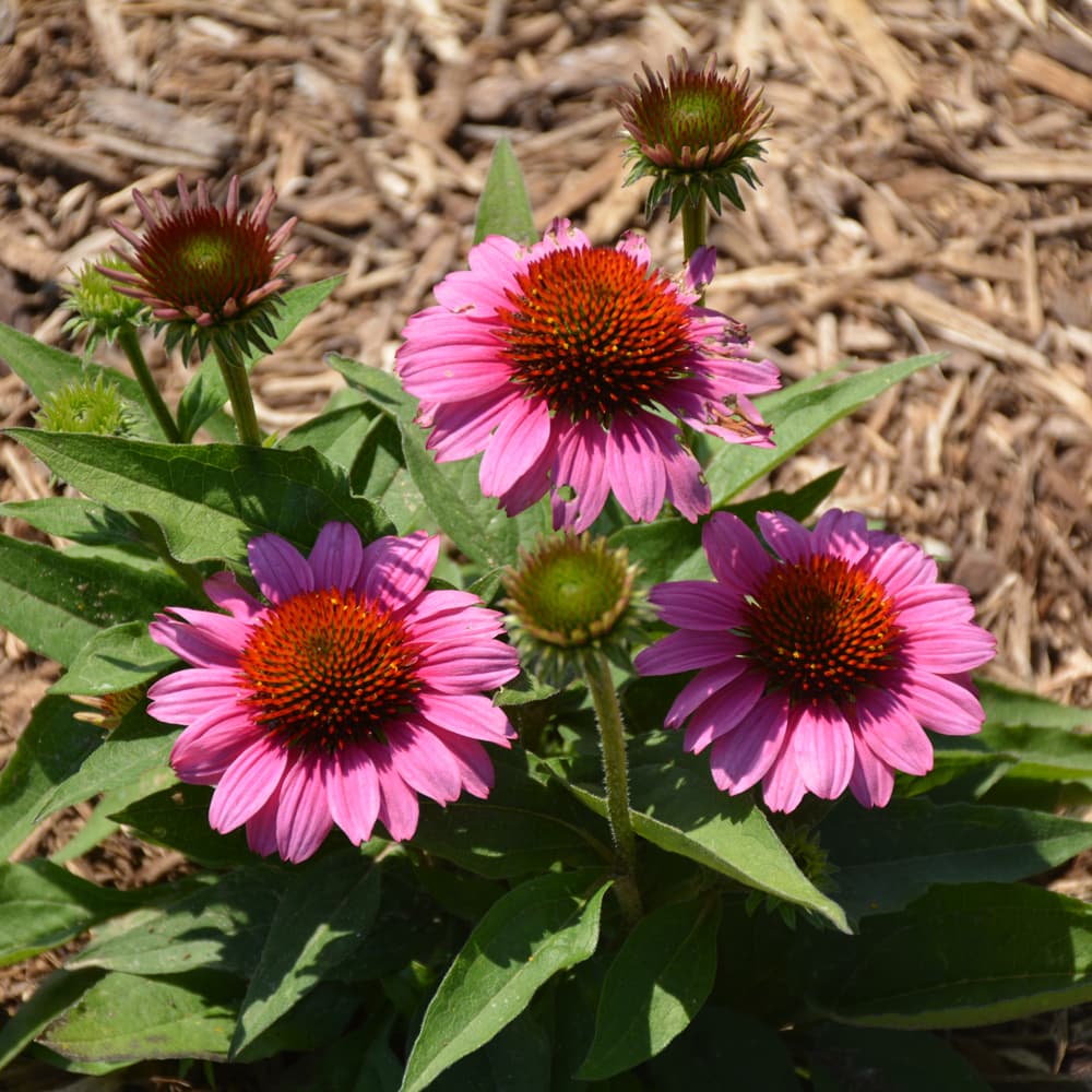 NetPS Plant Finder (www.netpsplantfinder.com)