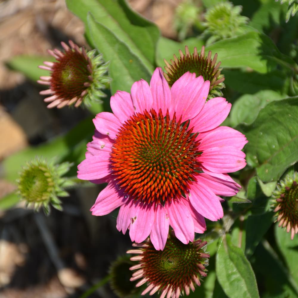 NetPS Plant Finder (www.netpsplantfinder.com)