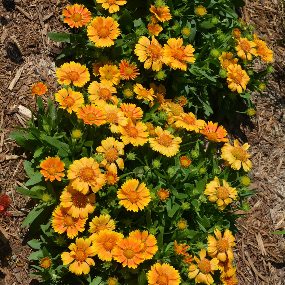 NetPS Plant Finder (www.netpsplantfinder.com)