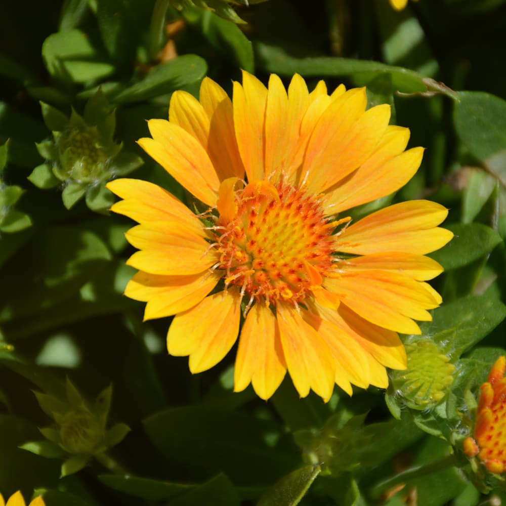 NetPS Plant Finder (www.netpsplantfinder.com)