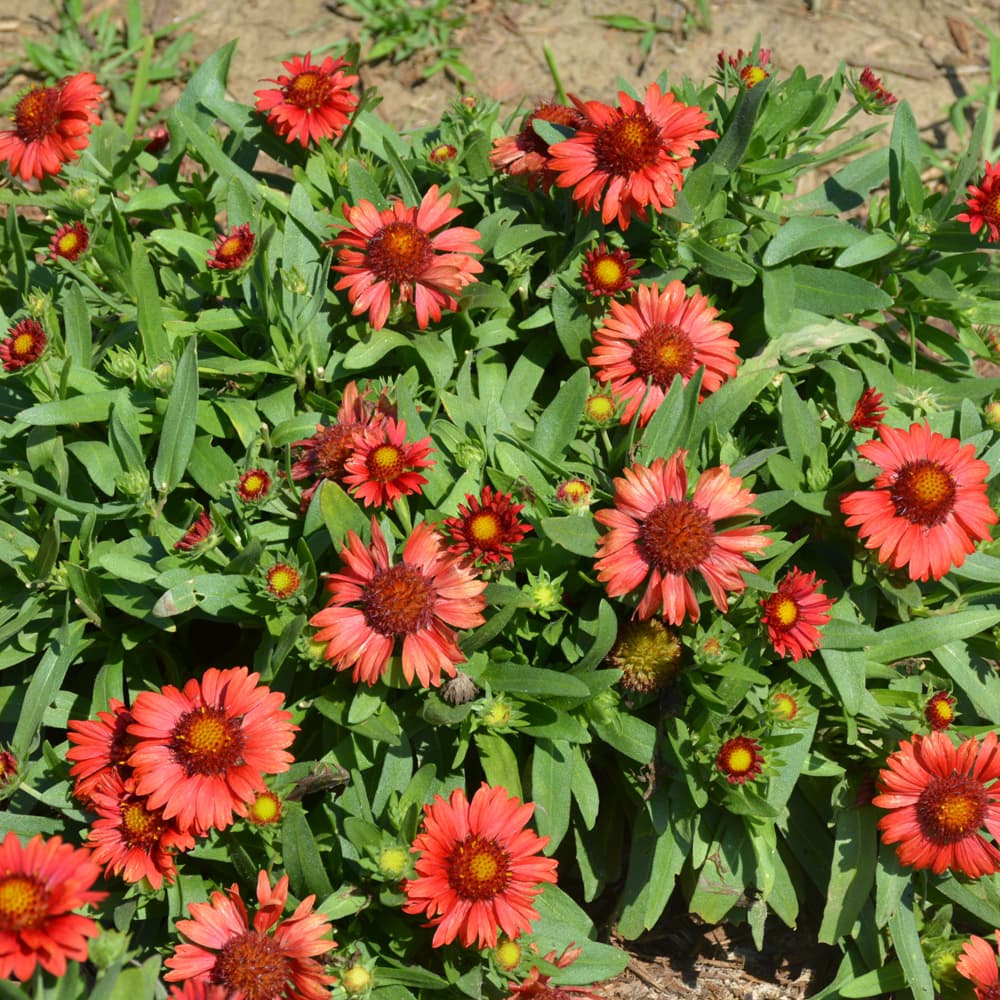 NetPS Plant Finder (www.netpsplantfinder.com)