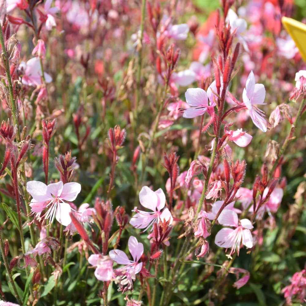 NetPS Plant Finder (www.netpsplantfinder.com)