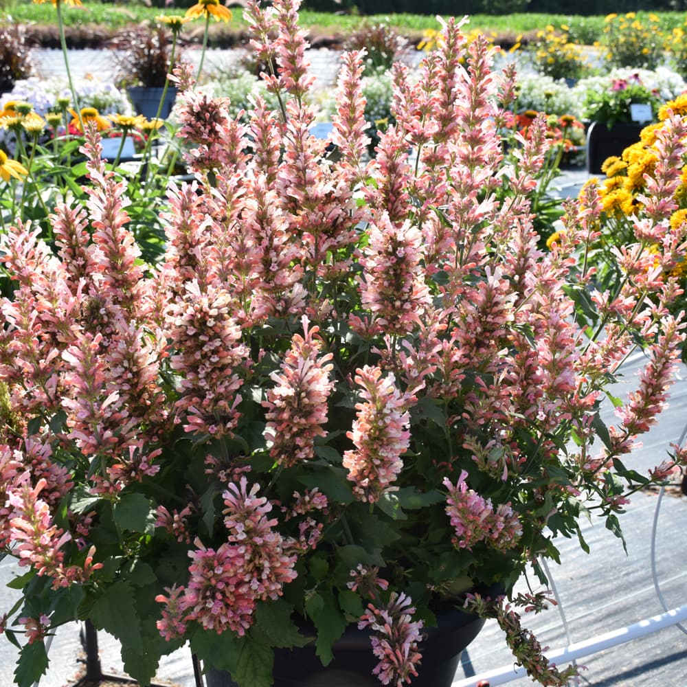 NetPS Plant Finder (www.netpsplantfinder.com)