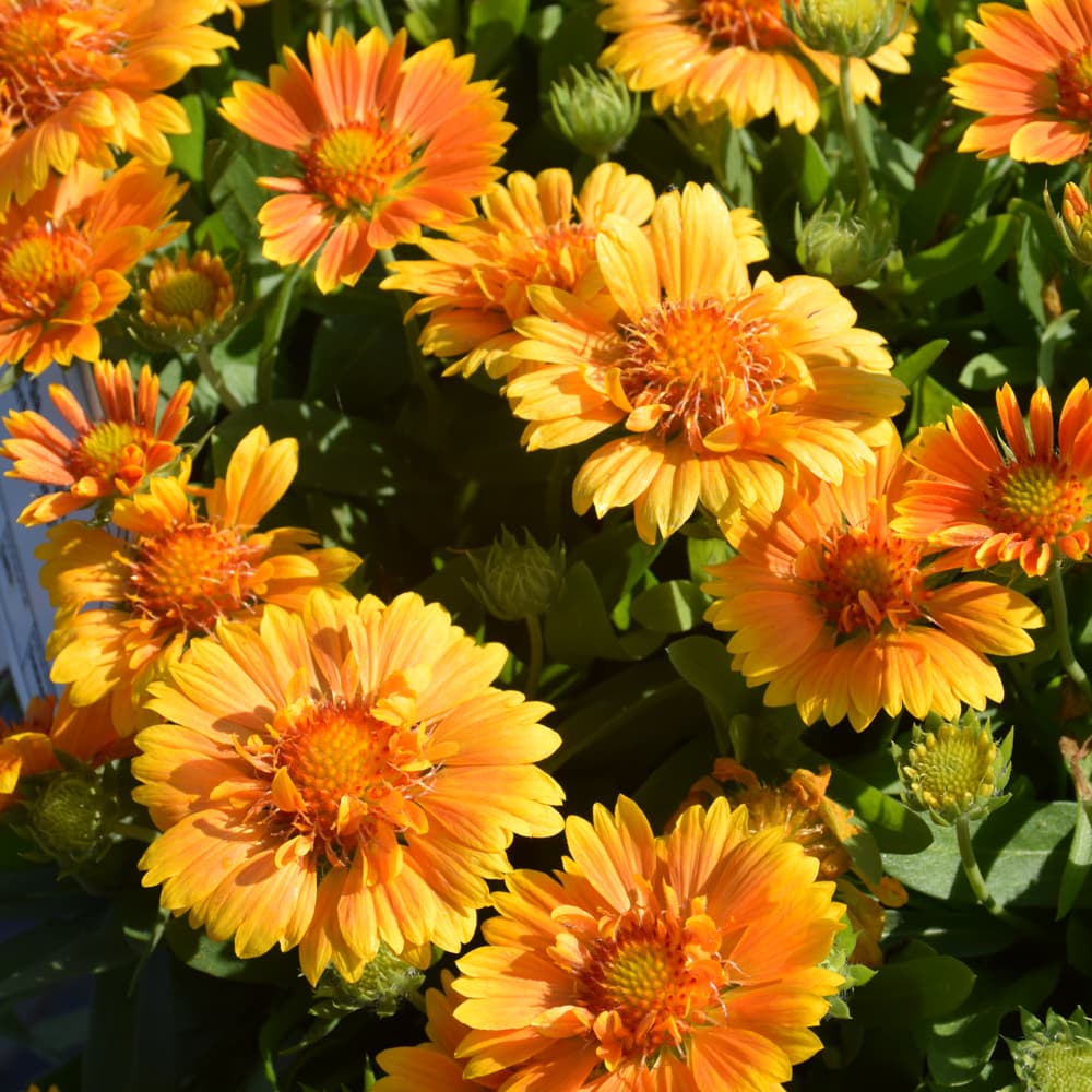 NetPS Plant Finder (www.netpsplantfinder.com)